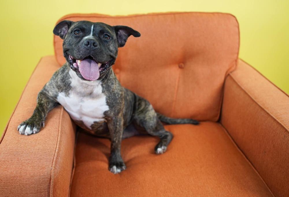 Chaz, Adopted, Adult Male Pit Bull Terrier & American Staffordshire Terrier.