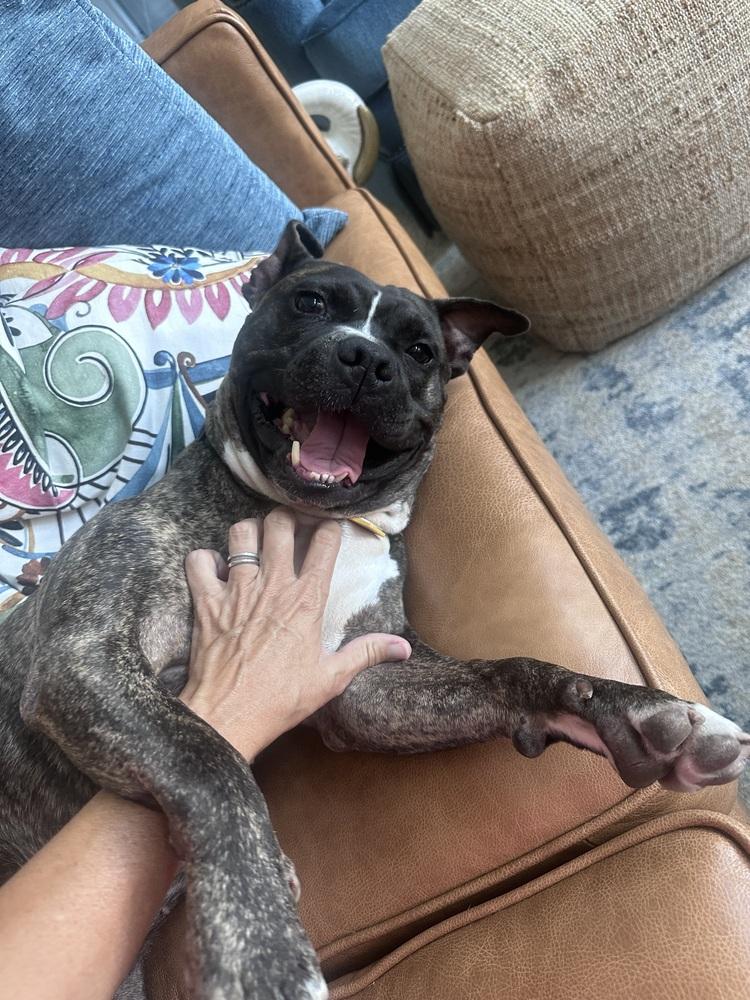 Enlarge Chaz, a Adopted mixed breed in Richardson, TX image 2/6