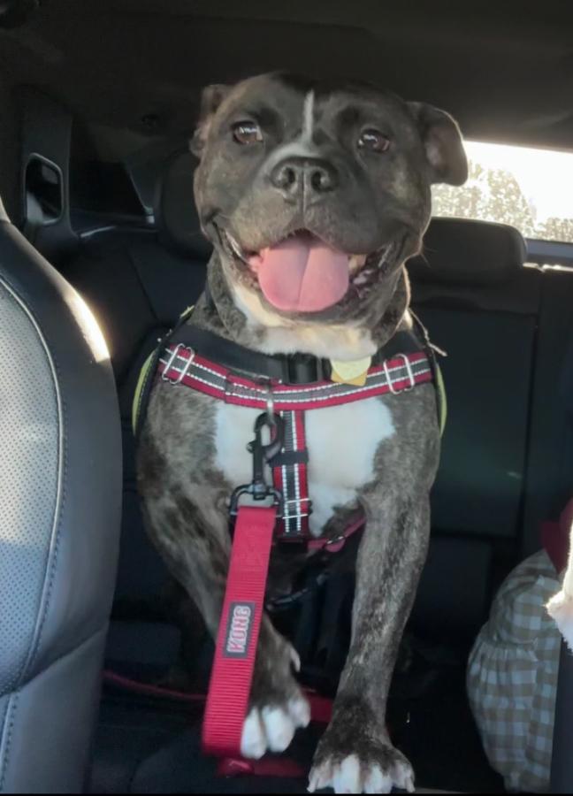 Enlarge Chaz, a Adopted mixed breed in Richardson, TX image 3/6