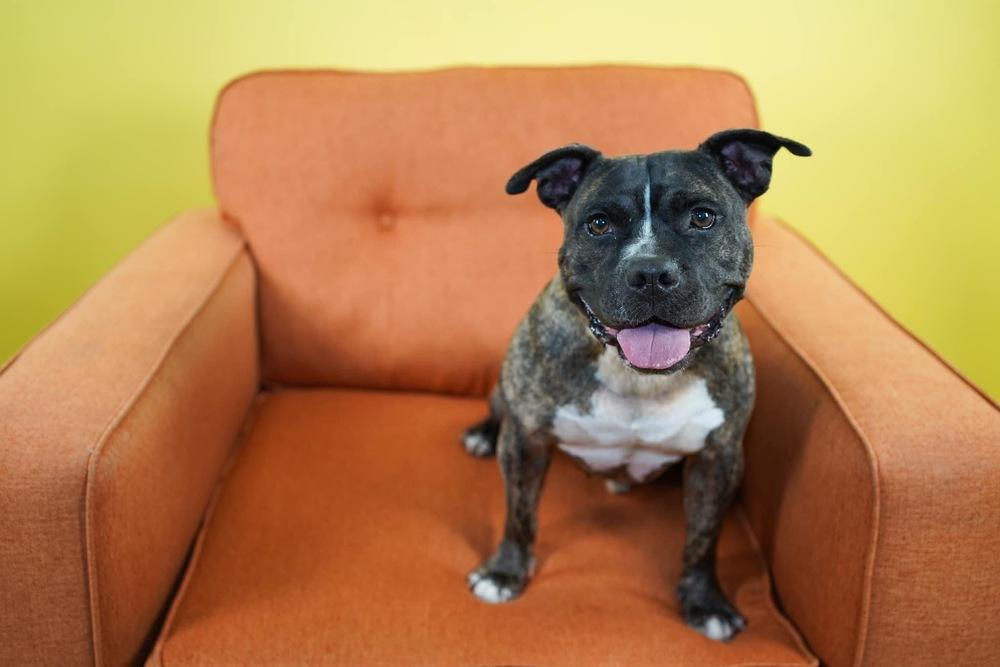 Enlarge Chaz, a Adopted mixed breed in Richardson, TX image 4/6