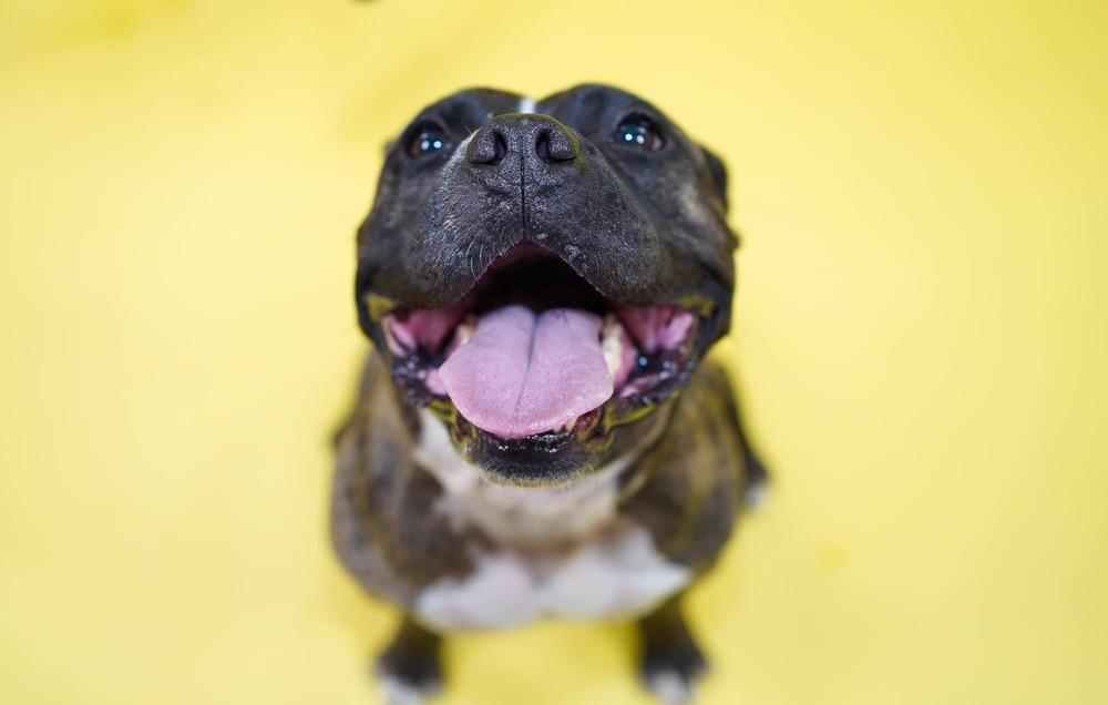 Enlarge Chaz, a Adopted mixed breed in Richardson, TX image 5/6