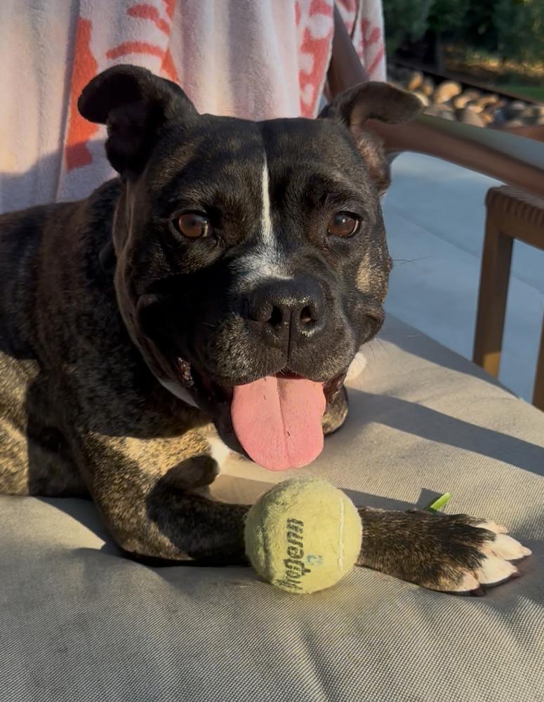 Enlarge Chaz, a Adopted mixed breed in Richardson, TX image 6/6