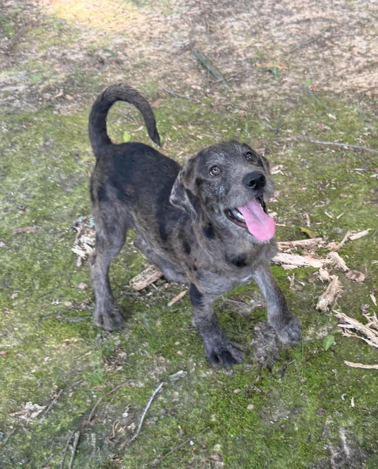 Petunia "HERE IN NH", a ADOPTABLE Mixed Breed in Northwood, NH image 4/4