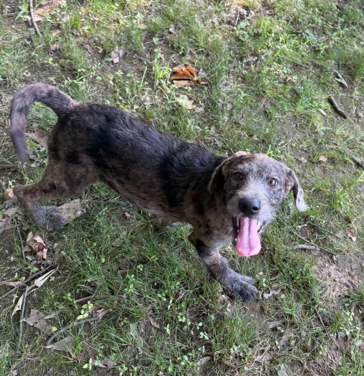 Petunia "HERE IN NH", a ADOPTABLE Mixed Breed in Northwood, NH image 2/4