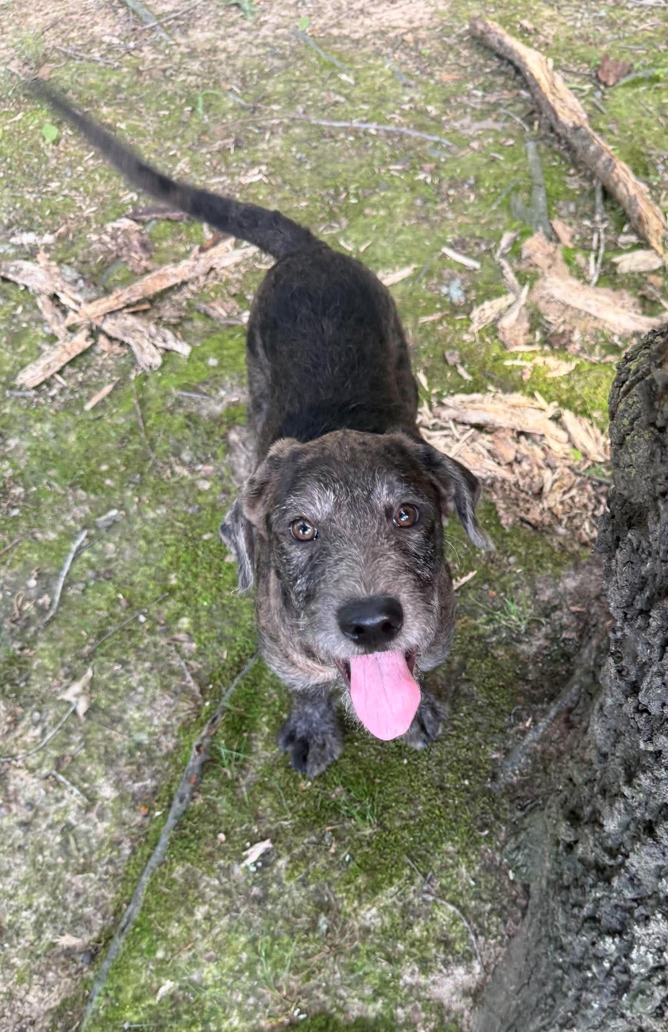 Petunia "HERE IN NH", a ADOPTABLE Mixed Breed in Northwood, NH image 3/4