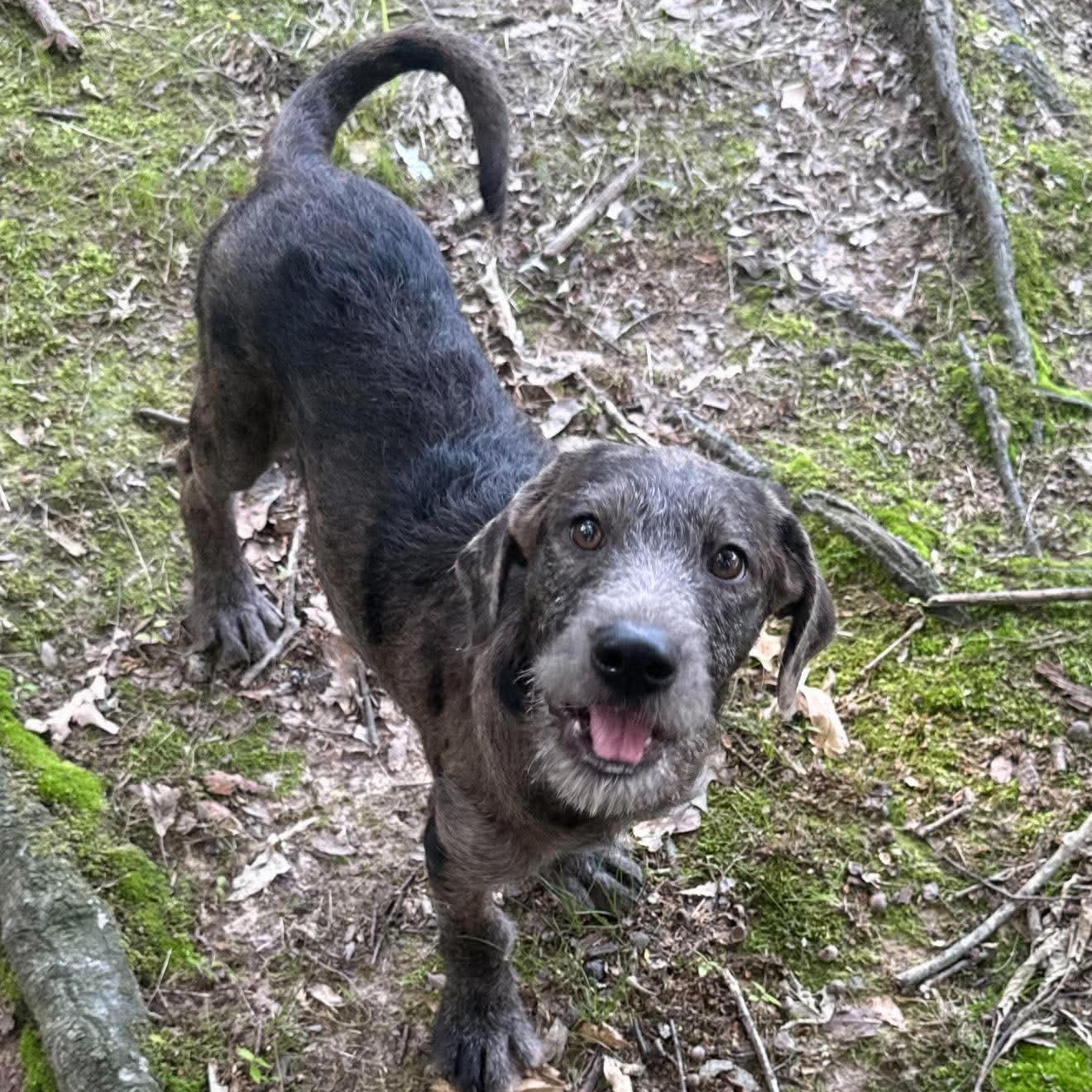 Petunia "HERE IN NH", a ADOPTABLE Mixed Breed in Northwood, NH image 1/4