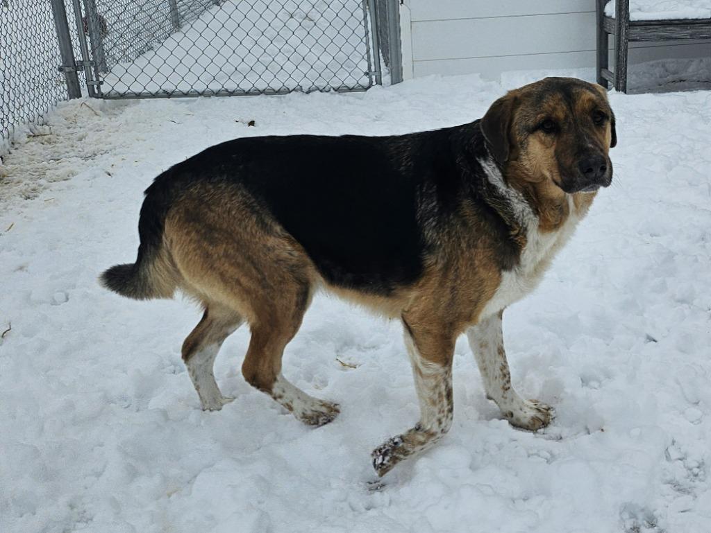 Heinz, a Adoptable mixed breed in Portland, IN image 2/4