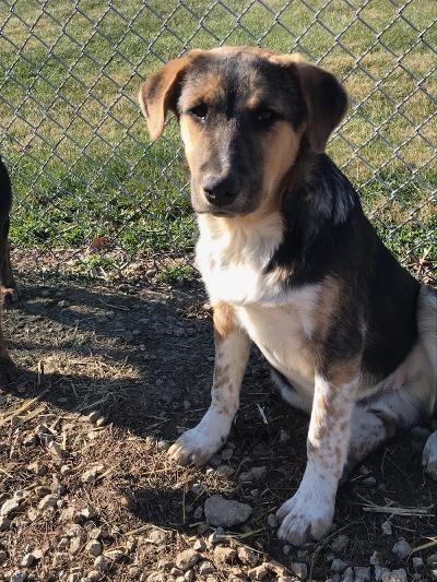 Heinz, Adoptable, Adult Male Mixed Breed.