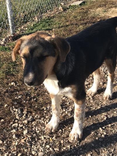 Enlarge Heinz, a Adoptable mixed breed in Portland, IN image 3/4