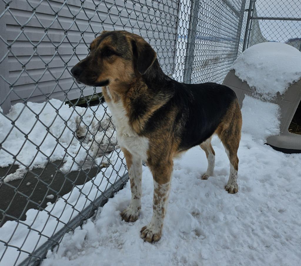 Heinz, a Adoptable mixed breed in Portland, IN image 4/4