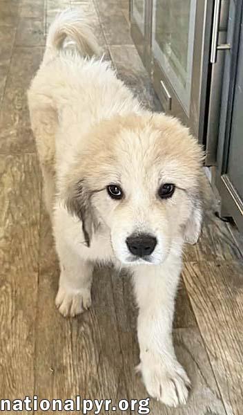 Enlarge Charlie Brown in MD - Loving Old Soul!, an adopted Great Pyrenees in Rockville, MD image 2/3