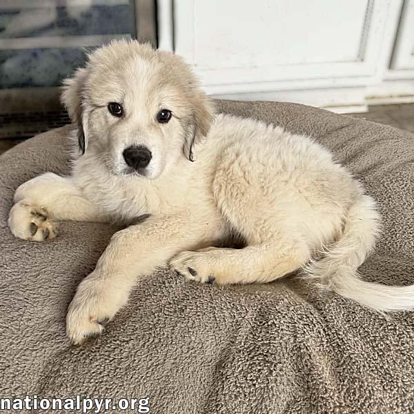 Enlarge Charlie Brown in MD - Loving Old Soul!, an adopted Great Pyrenees in Rockville, MD image 1/3