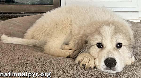 Enlarge Charlie Brown in MD - Loving Old Soul!, an adopted Great Pyrenees in Rockville, MD image 3/3