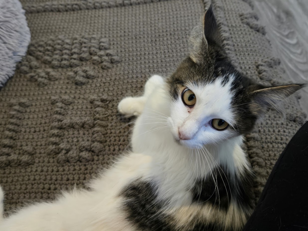Cat for adoption Sophie, a Domestic Medium Hair in Brantford, ON
