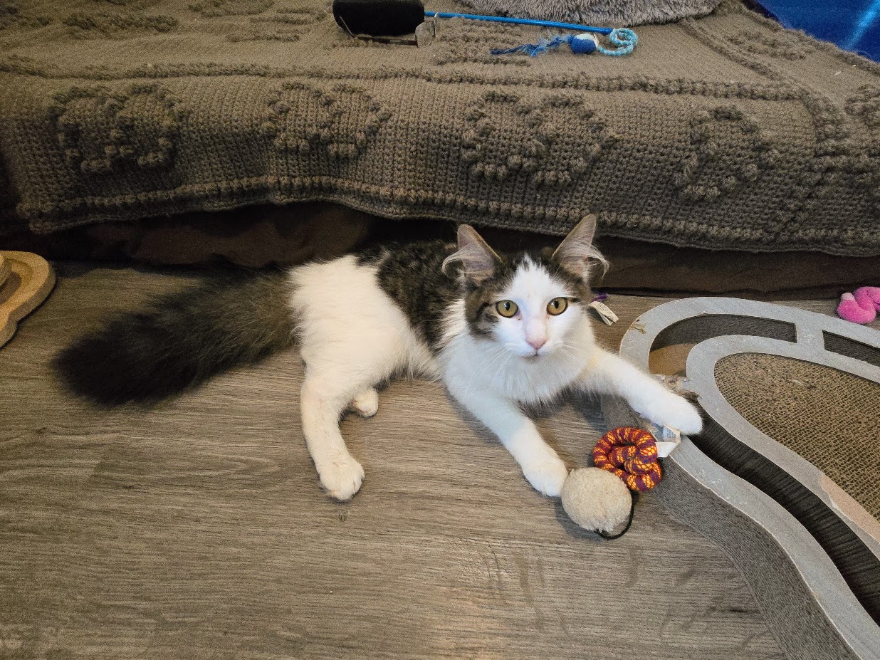 Cat for adoption Sophie, a Domestic Medium Hair in Brantford, ON