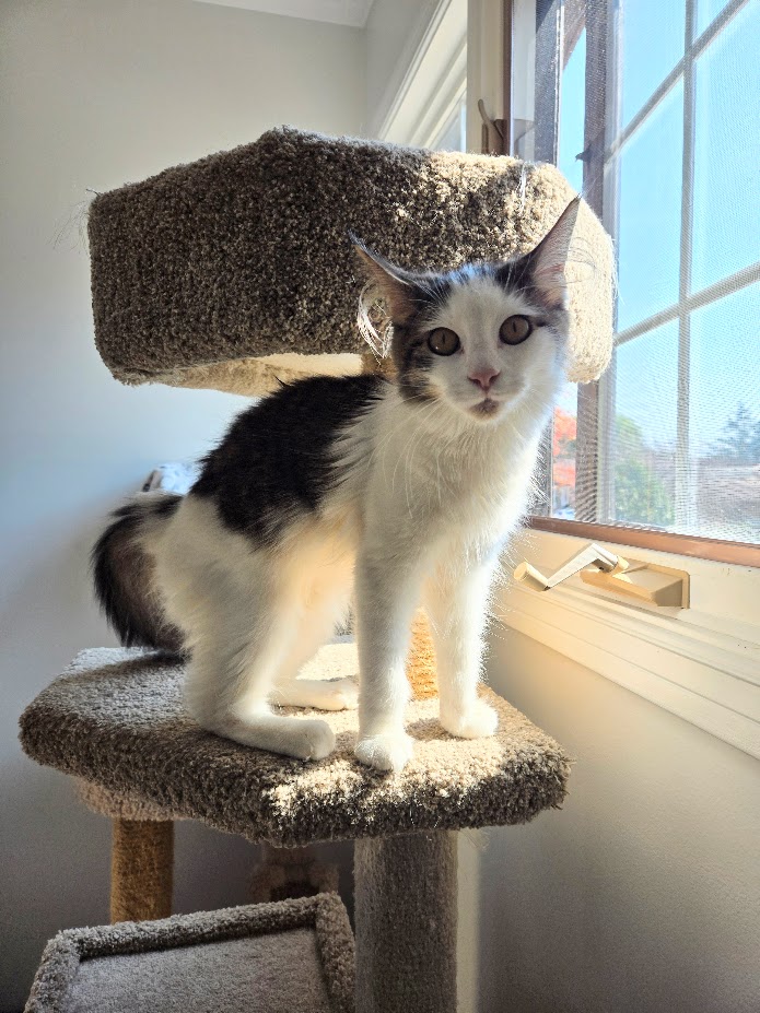 Cat for adoption Sophie, a Domestic Medium Hair in Brantford, ON
