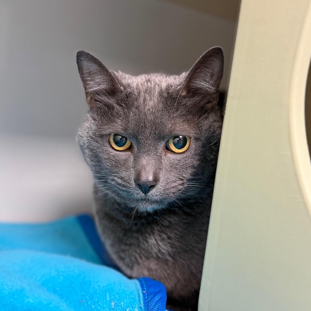 Grayson, Adoptable, Senior Male Domestic Short Hair.