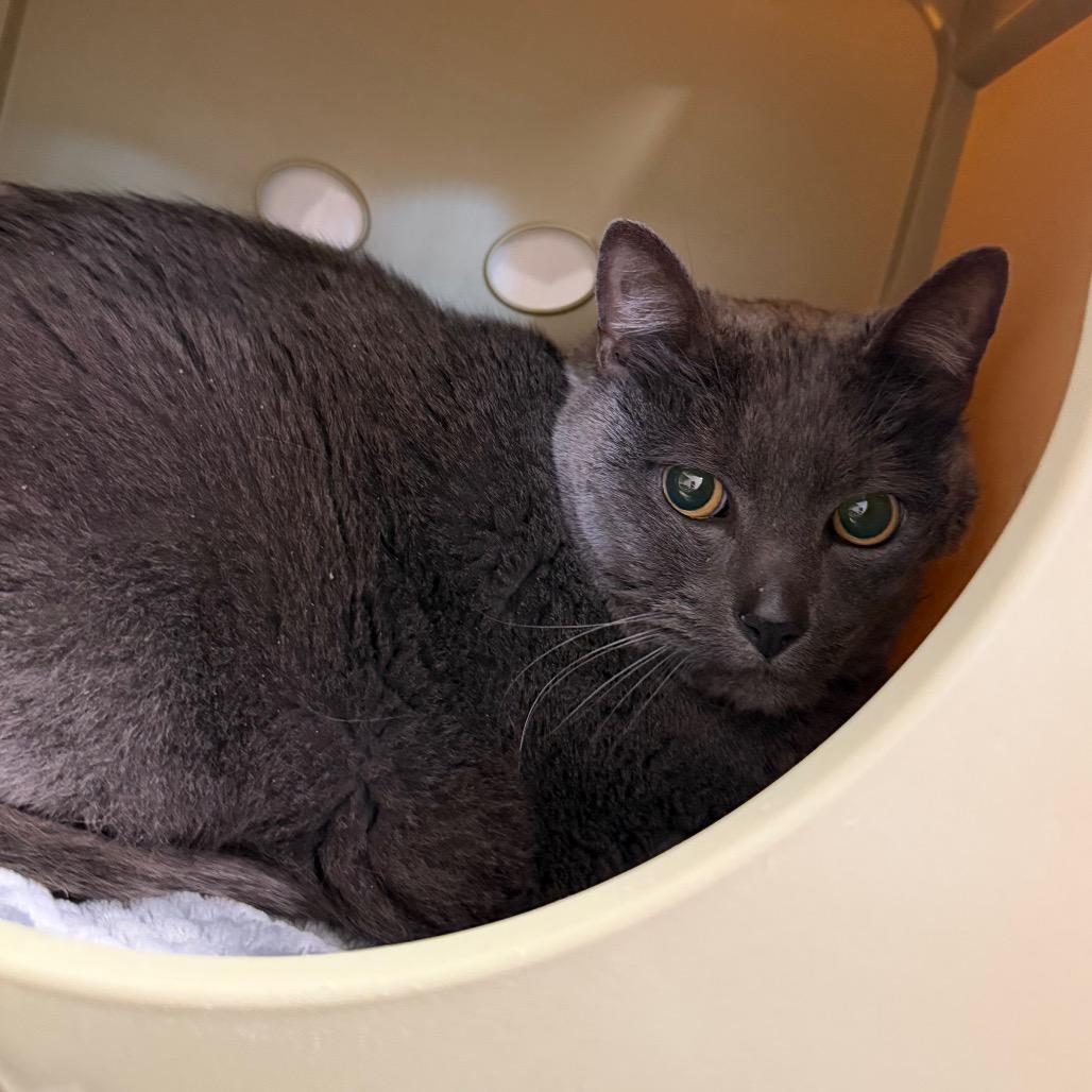 Enlarge Grayson, a Adoptable Domestic Short Hair in Watertown, NY image 2/2