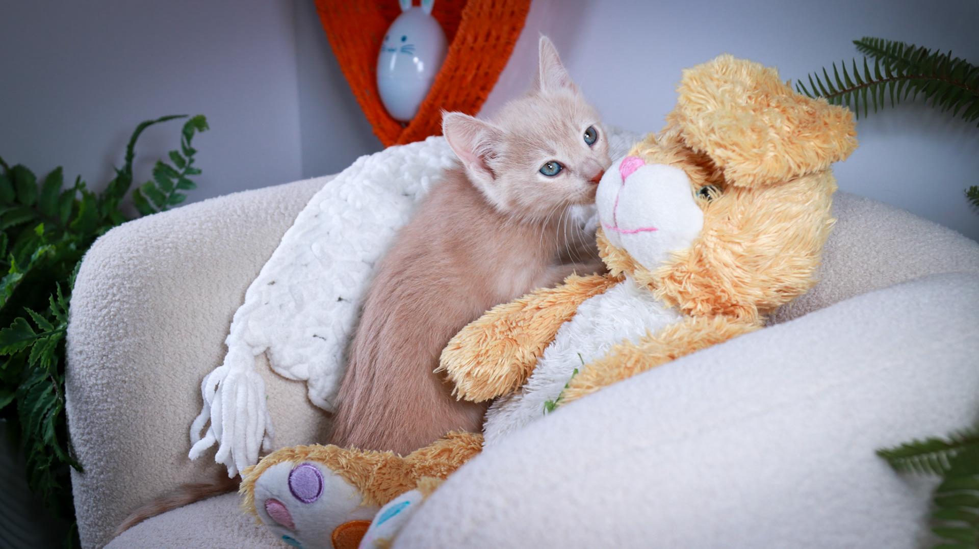 Enlarge Fernando, an adopted mixed breed in Parker, TX image 4/6