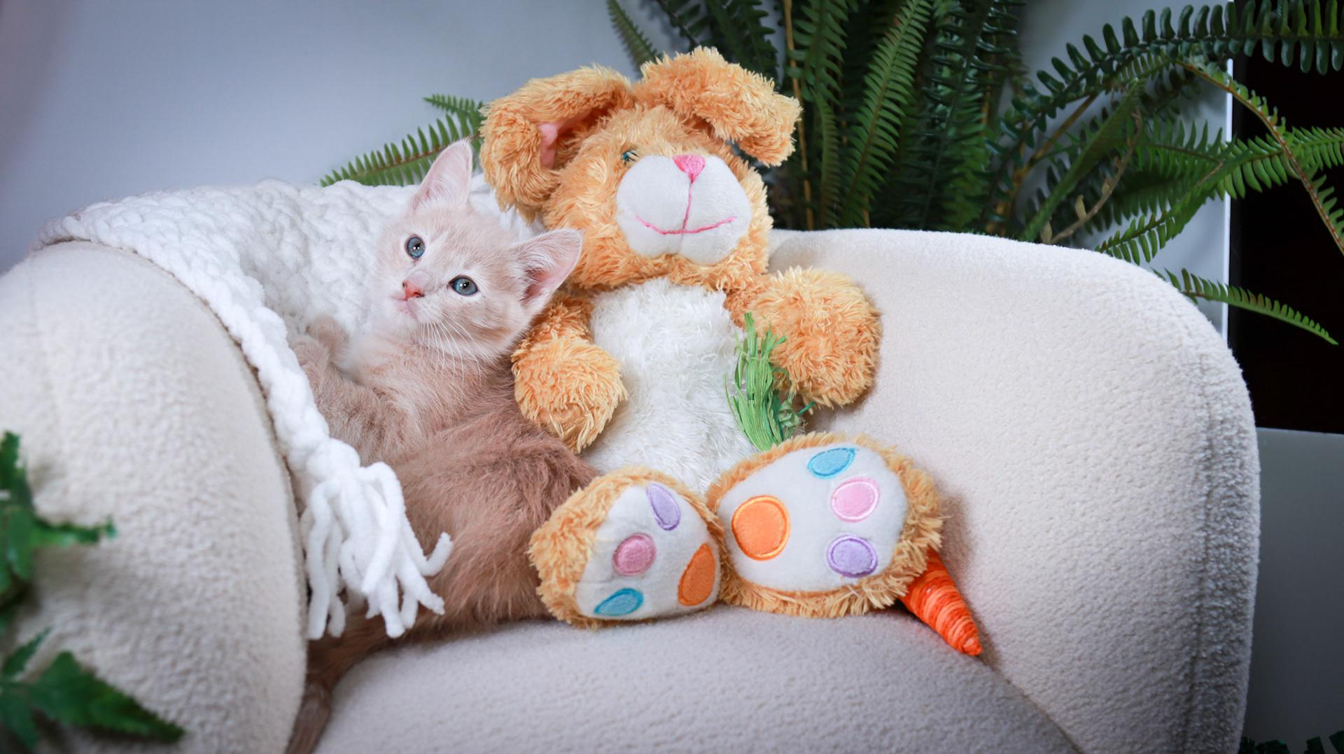 Enlarge Fernando, an adopted mixed breed in Parker, TX image 3/6