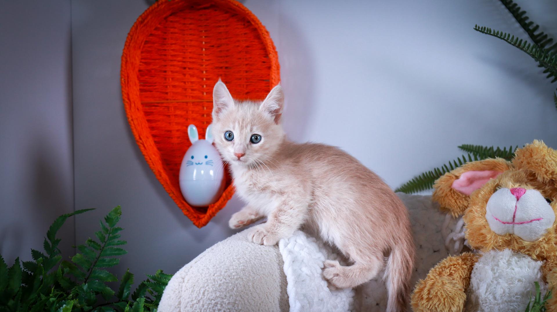 Enlarge Fernando, an adopted mixed breed in Parker, TX image 2/6