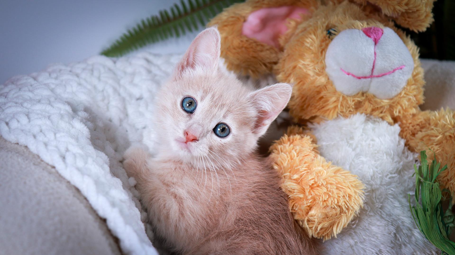 Enlarge Fernando, an adopted mixed breed in Parker, TX image 5/6