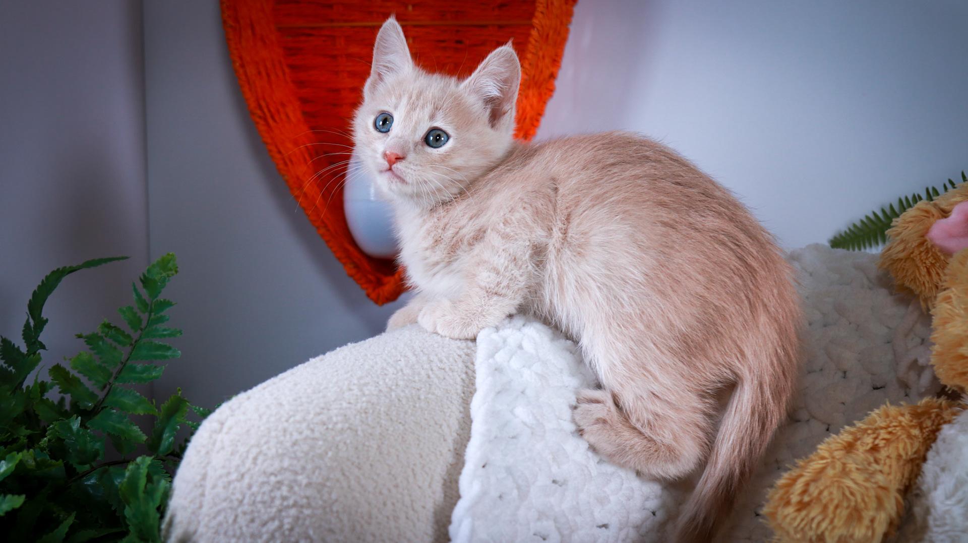 Fernando, adopted, Kitten Male Tabby & Domestic Short Hair.