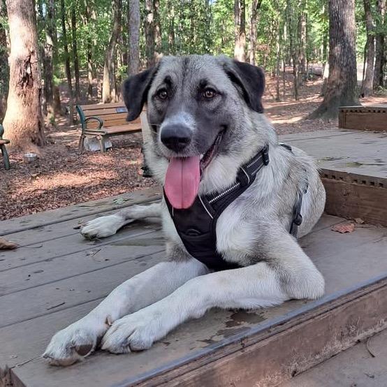 Enlarge Nala, a Adoptable mixed breed in Opelika, AL image 1/4