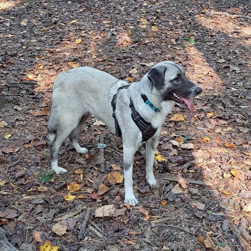 Enlarge Nala, a Adoptable mixed breed in Opelika, AL image 2/4