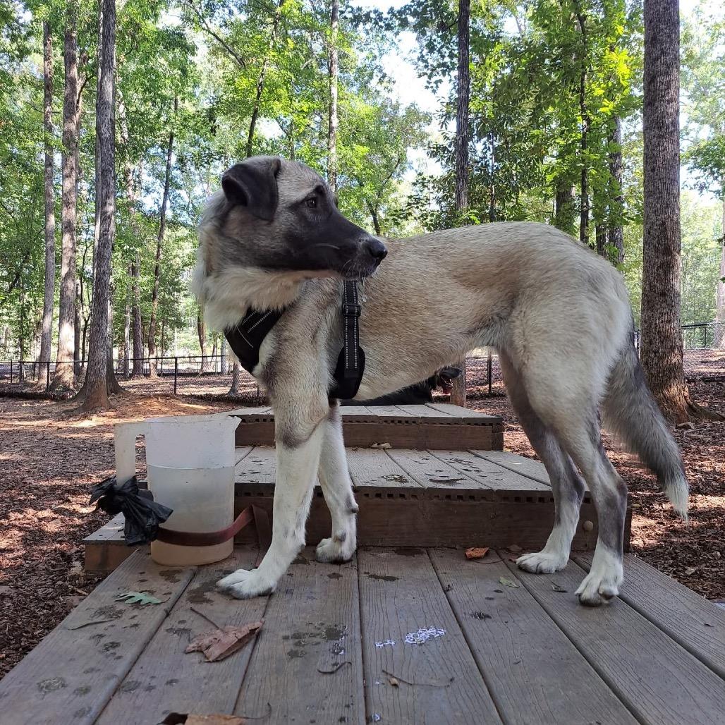 Enlarge Nala, a Adoptable mixed breed in Opelika, AL image 3/4