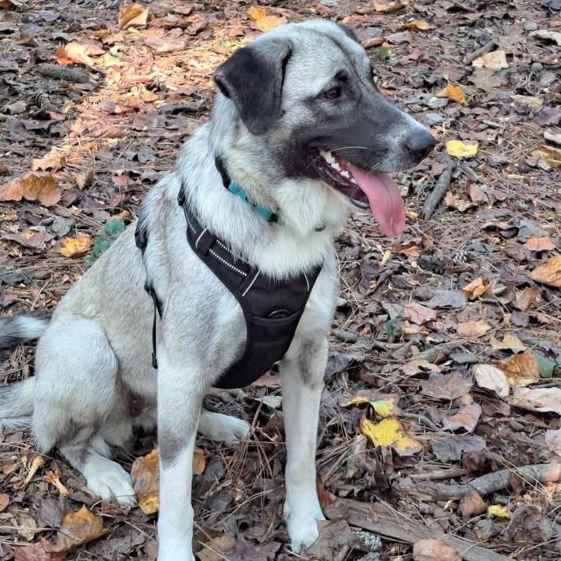 Enlarge Nala, a Adoptable mixed breed in Opelika, AL image 4/4