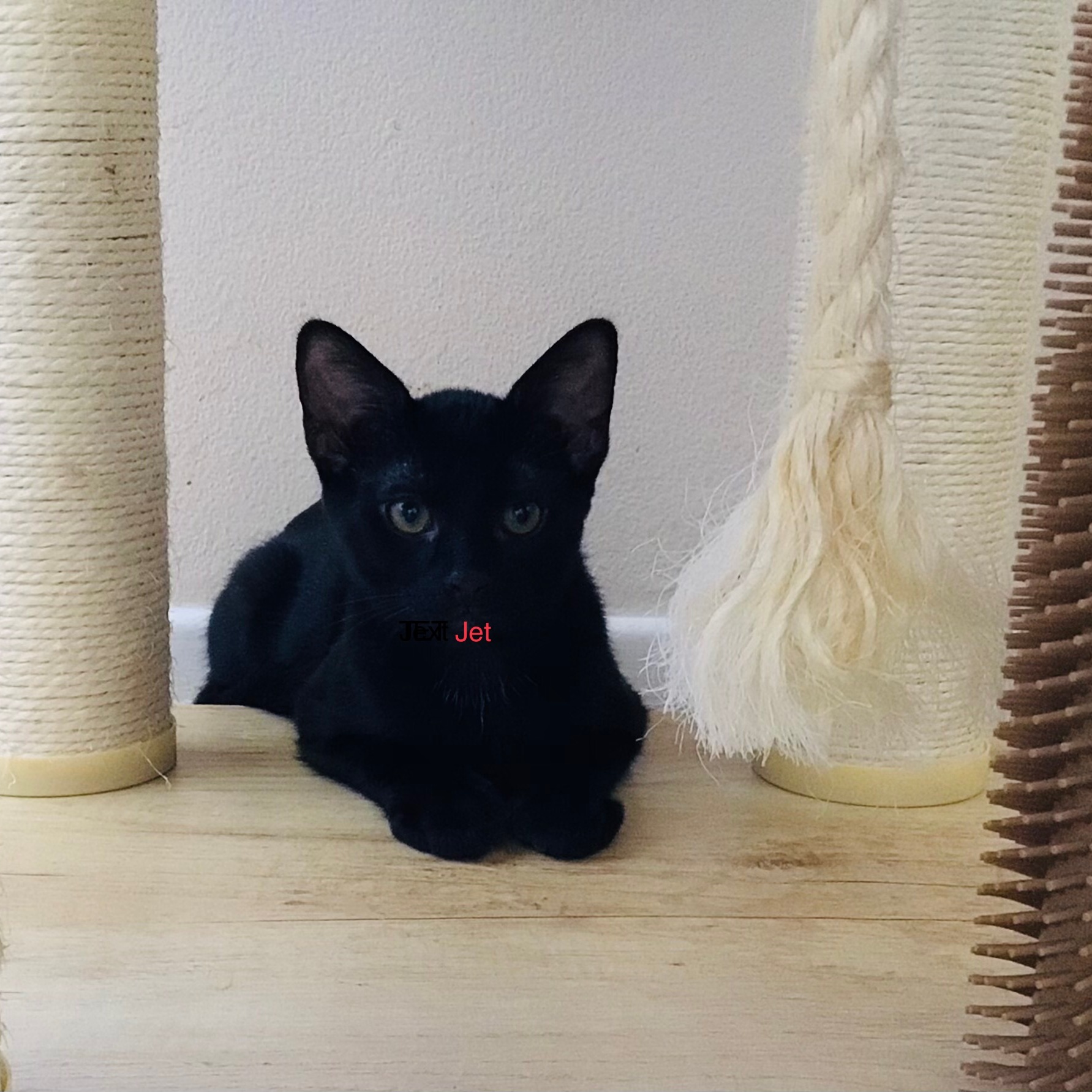 Jet, Adopted, Kitten Male Bombay & Domestic Short Hair.