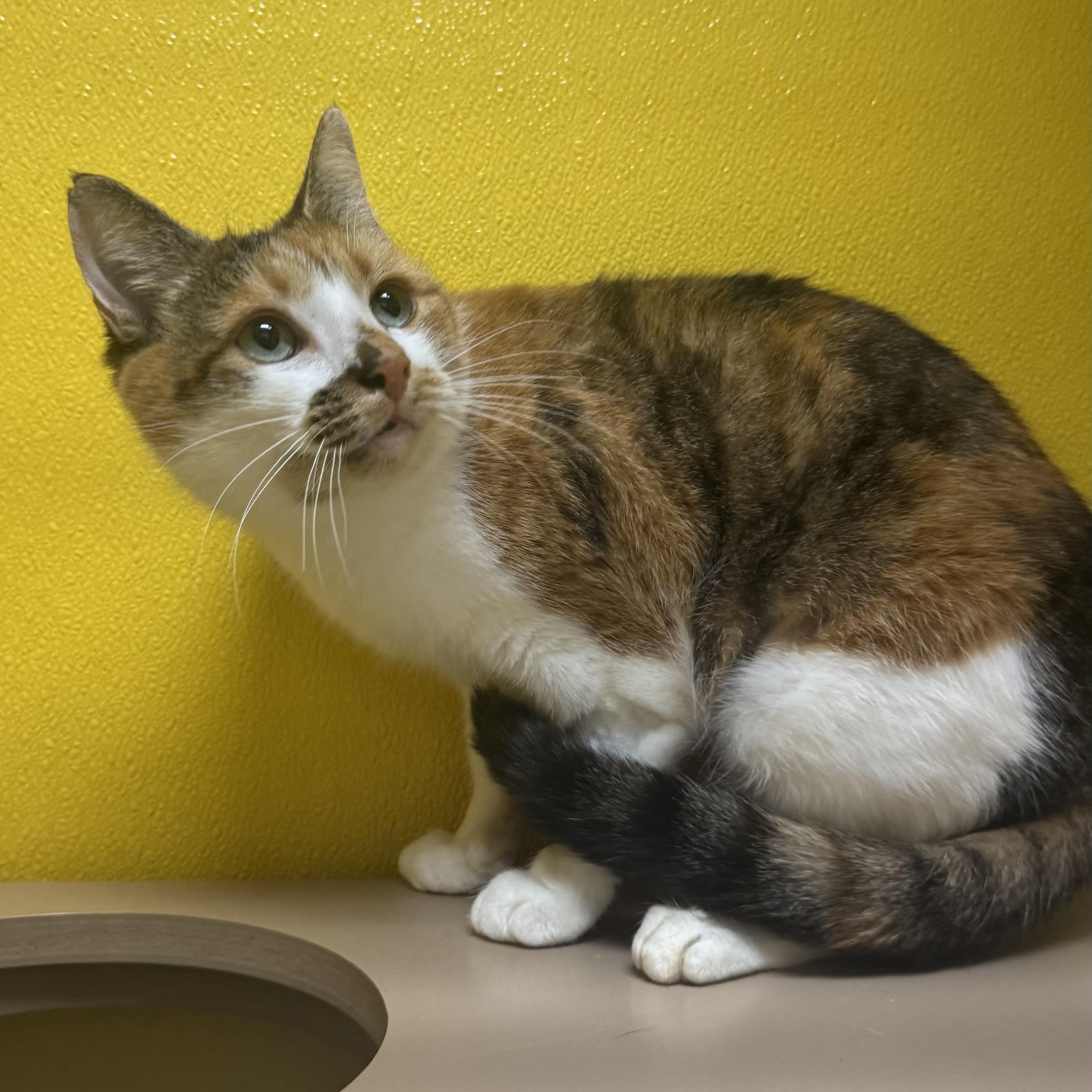 Enlarge Charlotte, an adoptable Domestic Short Hair in Fall River, MA image 2/5