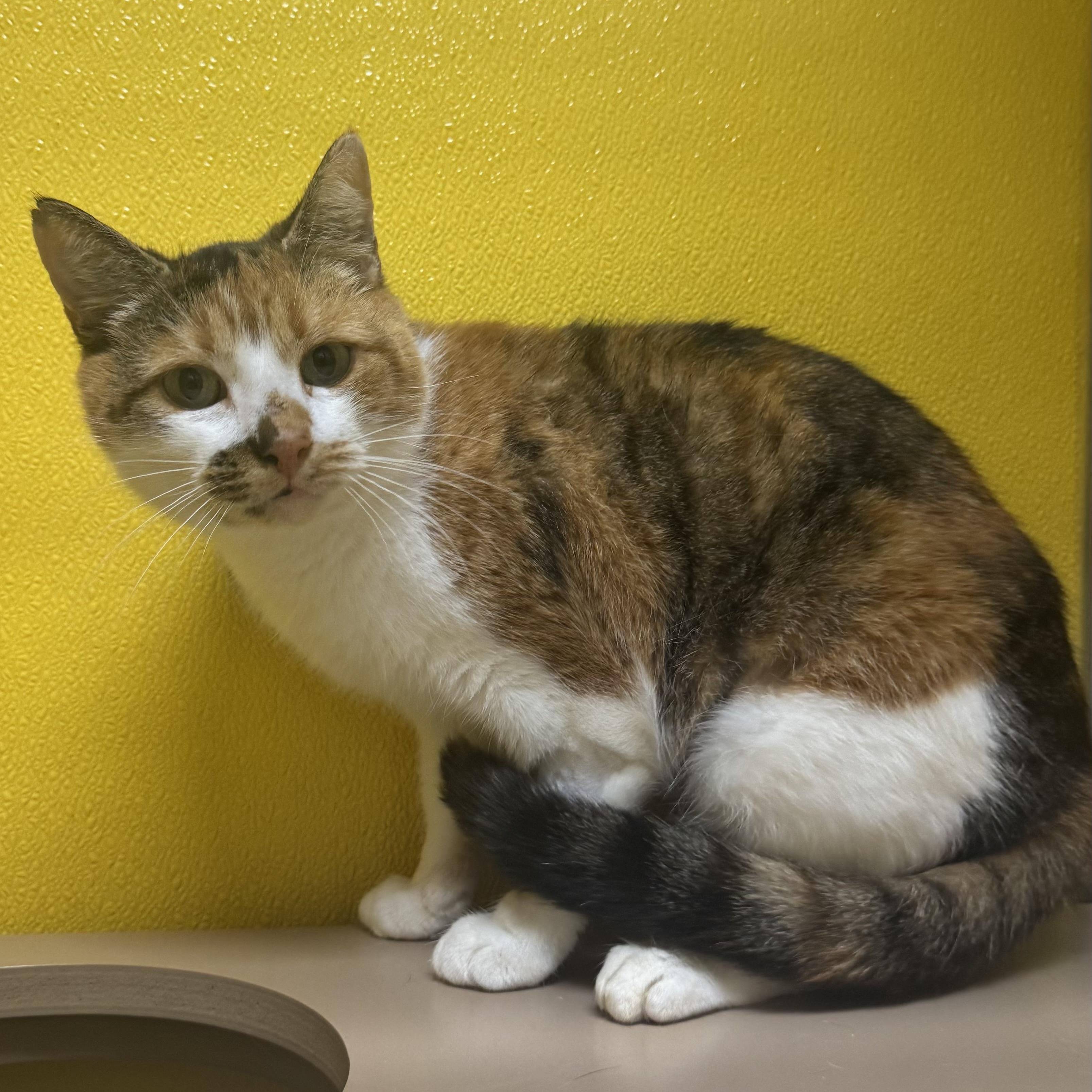 Charlotte, adoptable, Adult Female Domestic Short Hair.