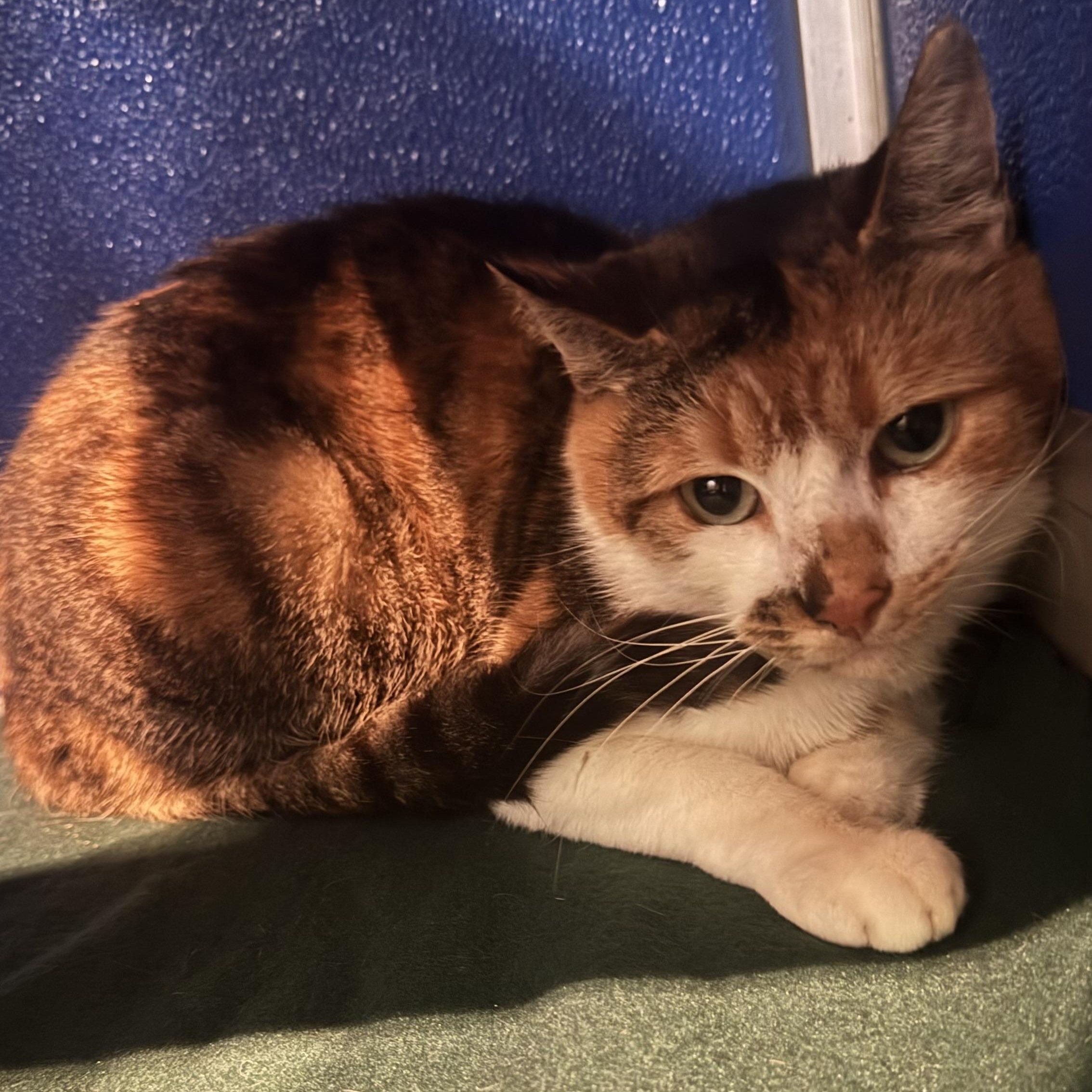 Enlarge Charlotte, an adoptable Domestic Short Hair in Fall River, MA image 3/5