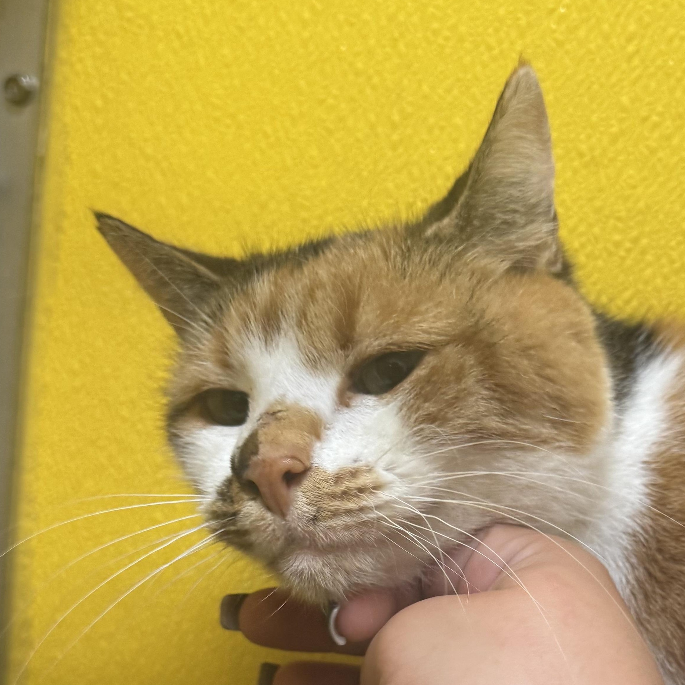 Enlarge Charlotte, an adoptable Domestic Short Hair in Fall River, MA image 5/5