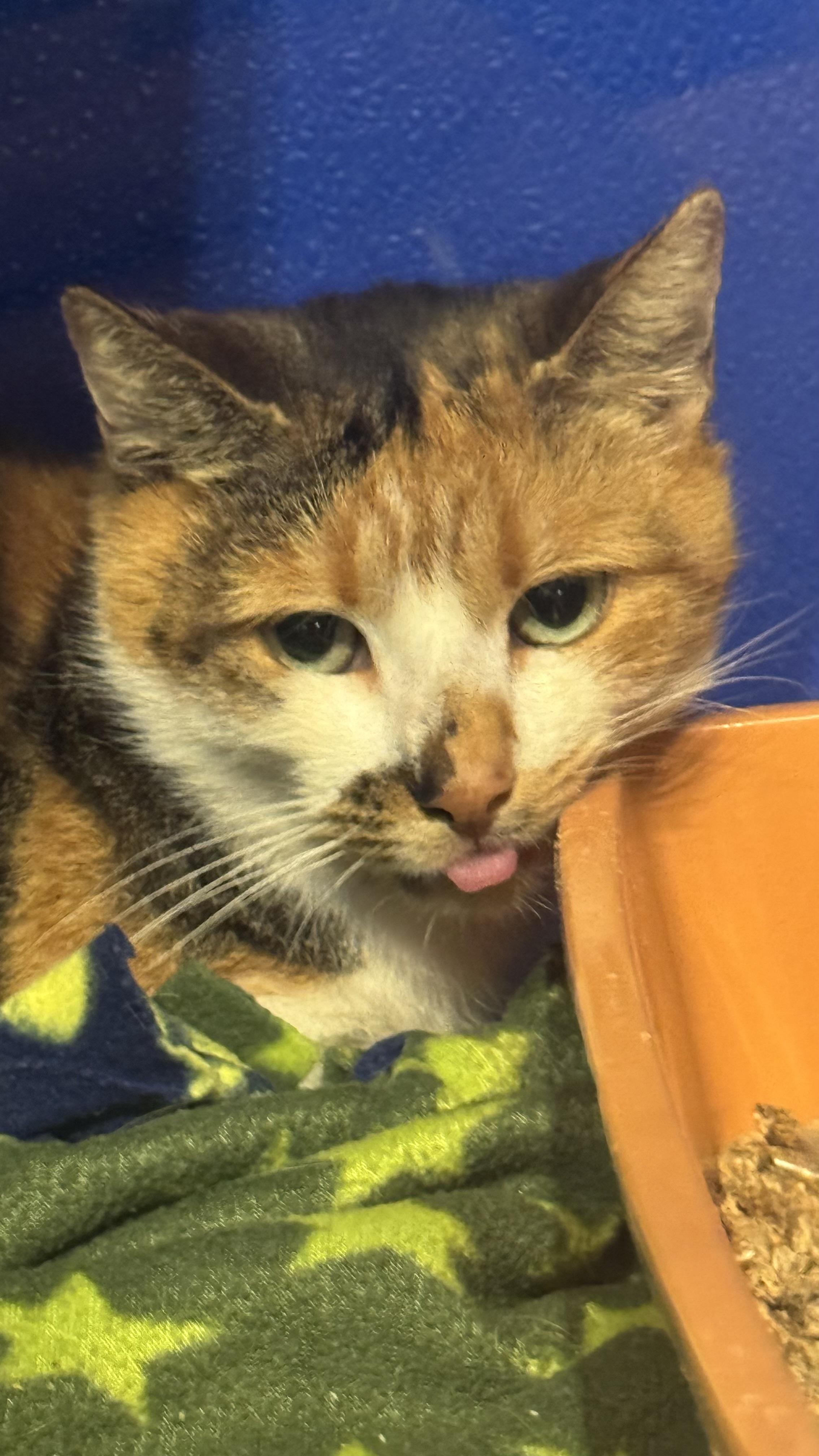 Enlarge Charlotte, an adoptable Domestic Short Hair in Fall River, MA image 4/5