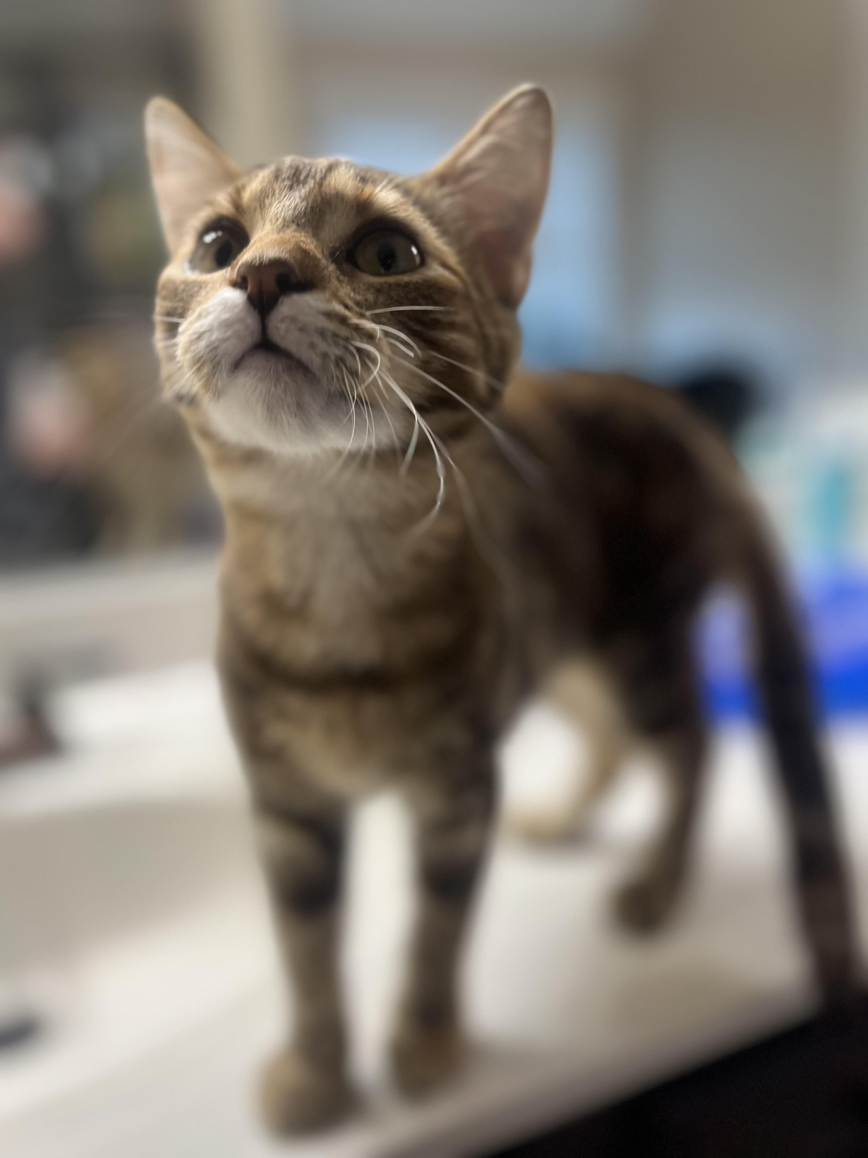 Enlarge Simba, a Adoptable Domestic Short Hair in Woodstock, GA image 1/1