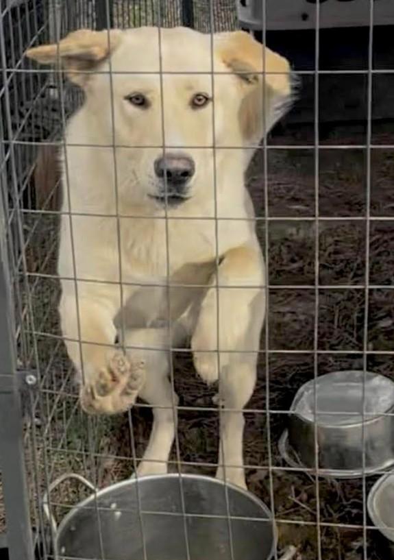 Enlarge Tucker - Foster Needed, an adoptable mixed breed in Huntingtown, MD image 3/3