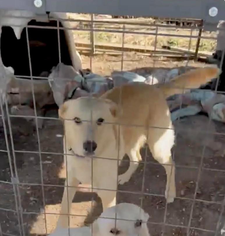 Tucker - Foster Needed, adoptable, Puppy Male Yellow Labrador Retriever & Golden Retriever.