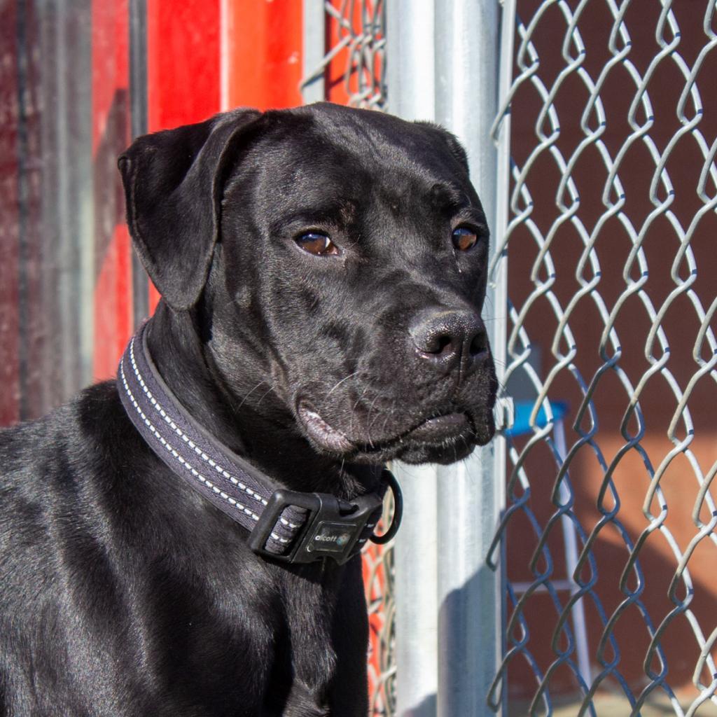 Tucker, Adoptable, Adult Male Black Labrador Retriever & Pit Bull Terrier.