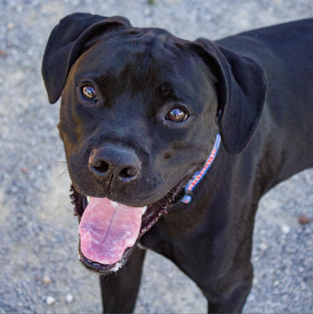 Enlarge Tucker, a Adoptable mixed breed in Evansville, IN image 2/5