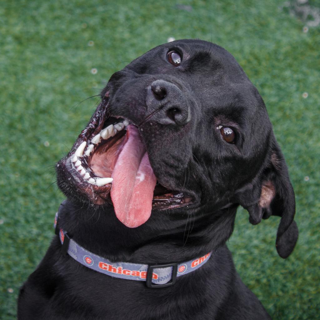Enlarge Tucker, a Adoptable mixed breed in Evansville, IN image 3/5