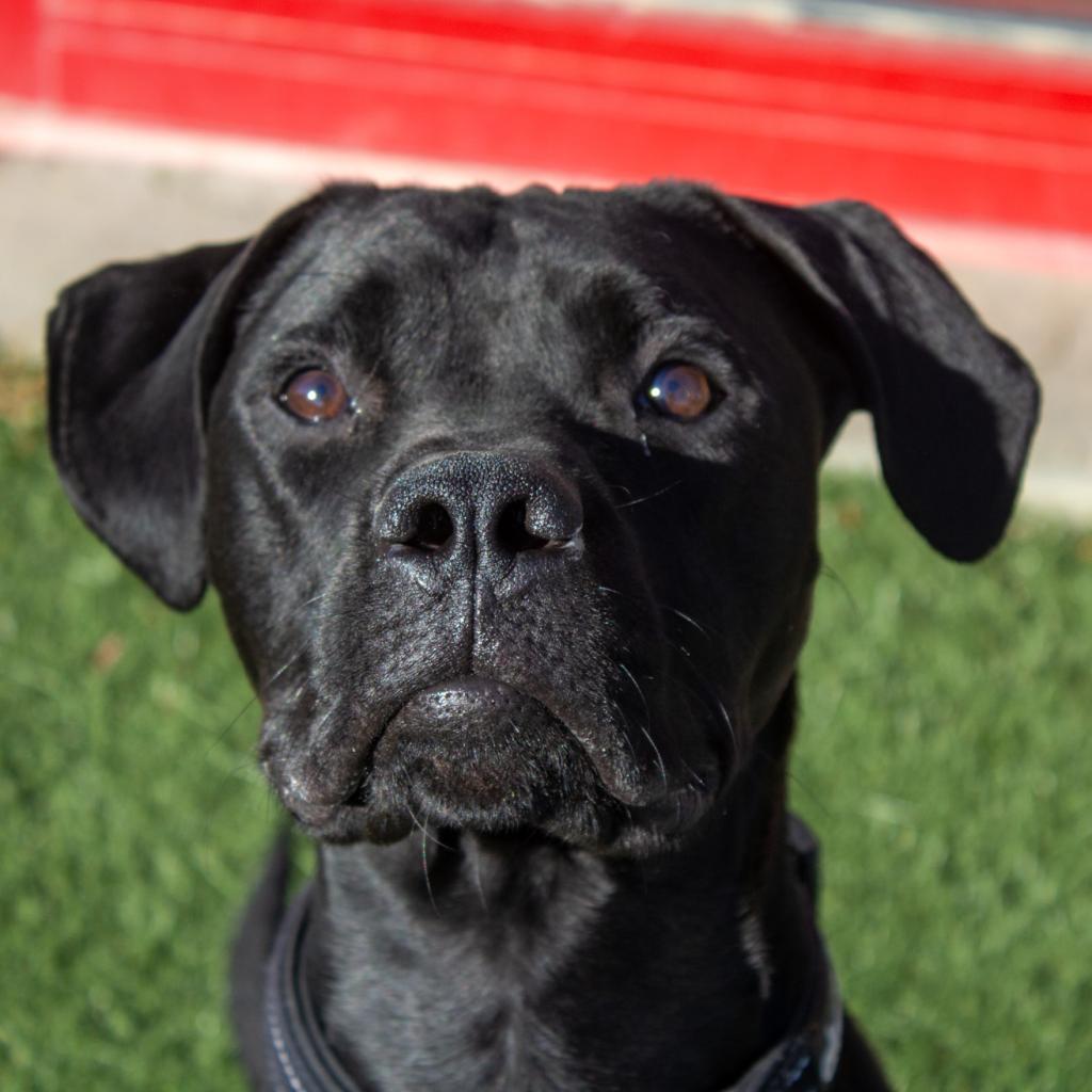 Enlarge Tucker, a Adoptable mixed breed in Evansville, IN image 4/5