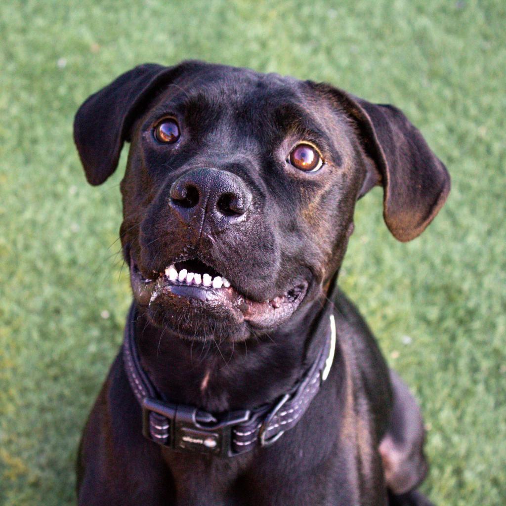 Enlarge Tucker, a Adoptable mixed breed in Evansville, IN image 5/5