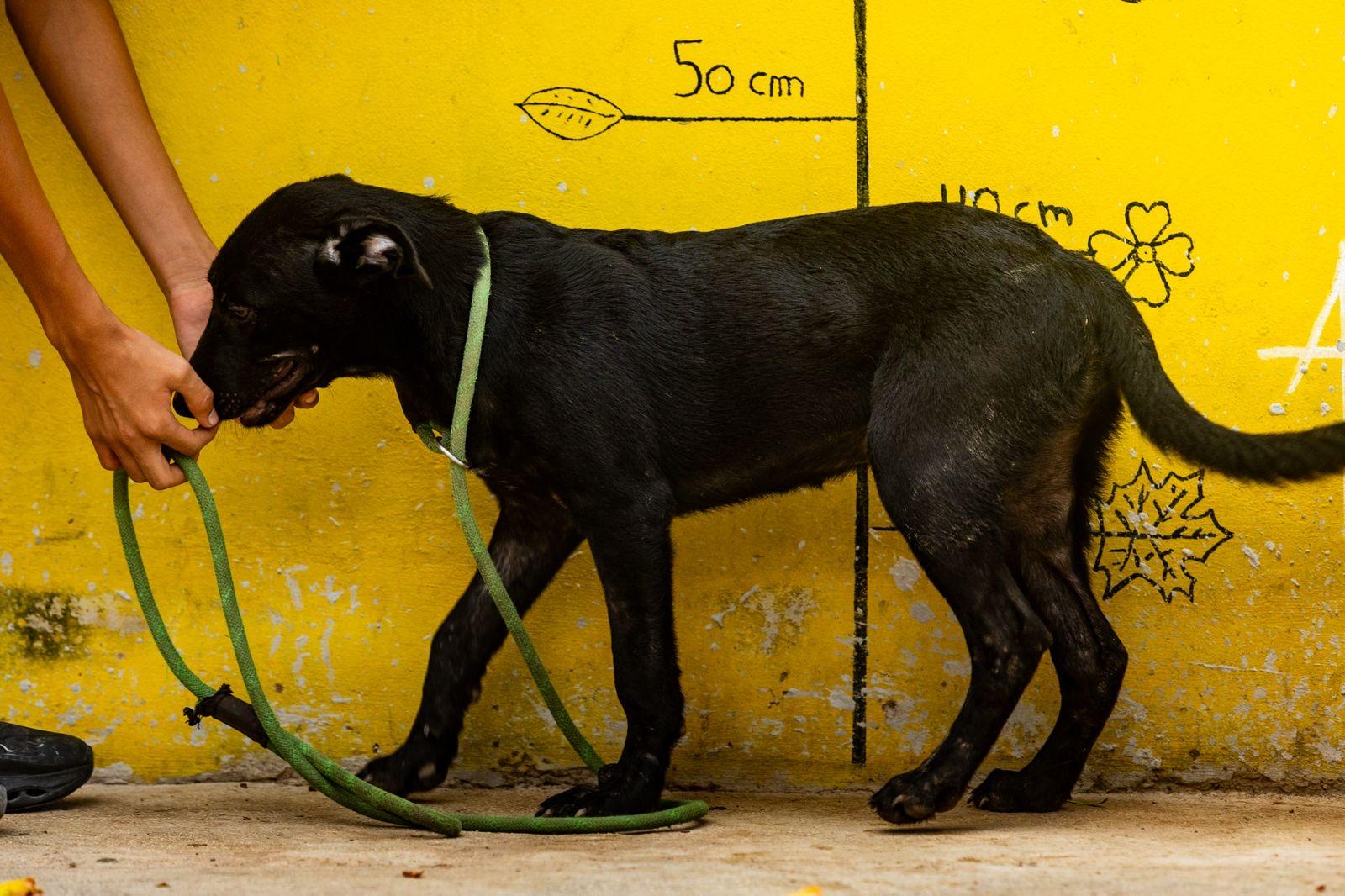 Enlarge Ebony, a Adoptable mixed breed in New York, NY image 5/6