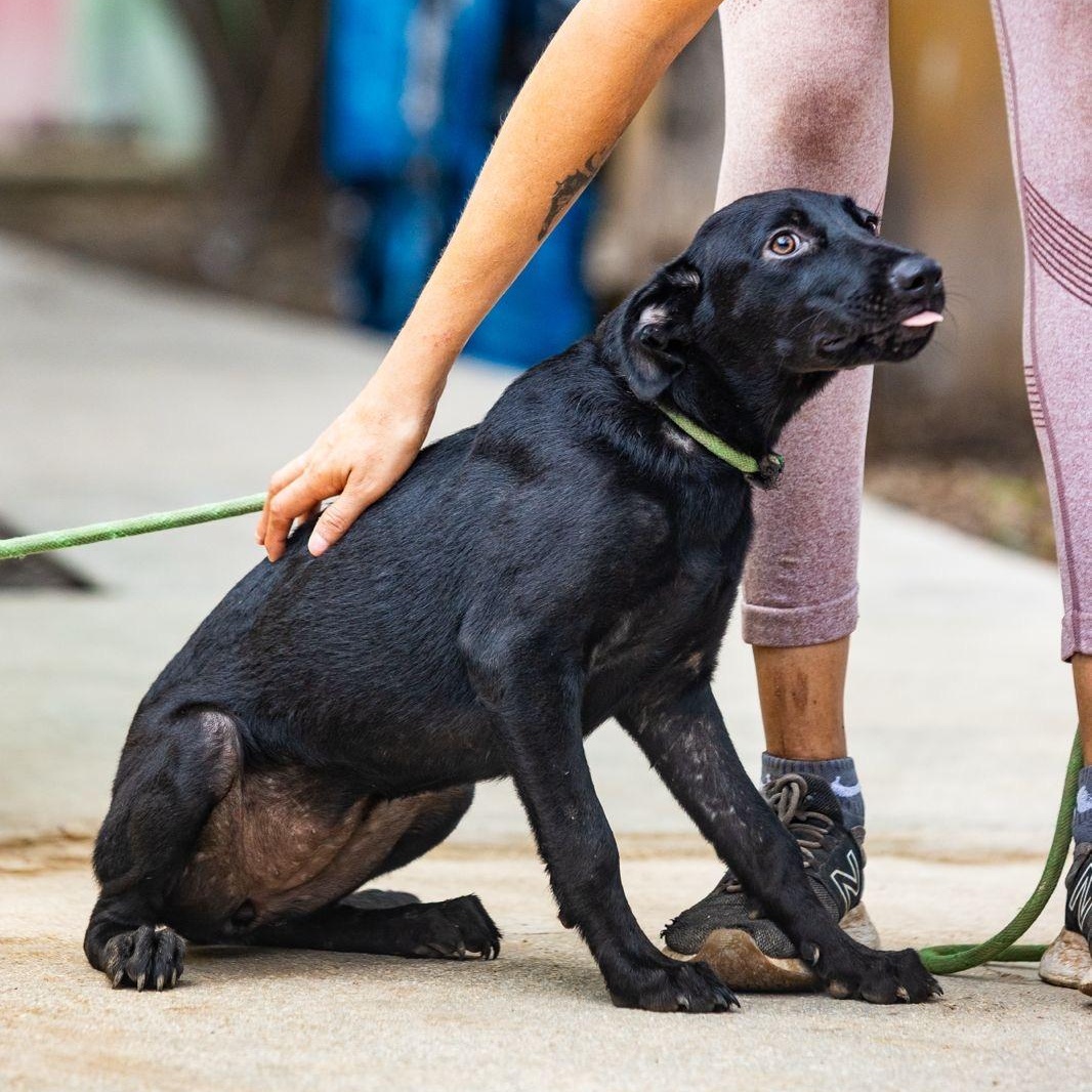 Enlarge Ebony, a Adoptable mixed breed in New York, NY image 6/6