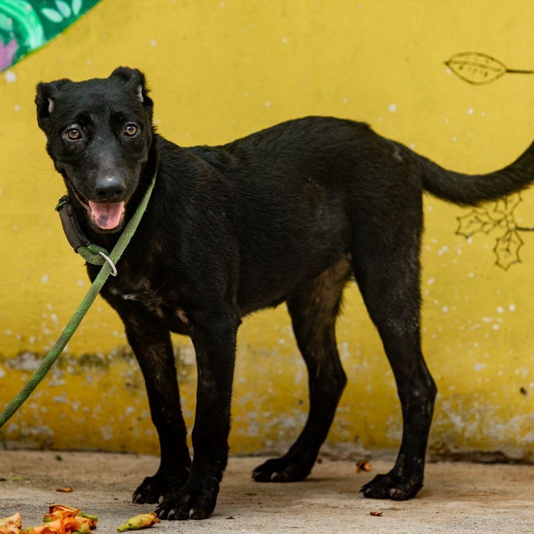 Ebony, Adoptable, Young Female Labrador Retriever & Whippet.