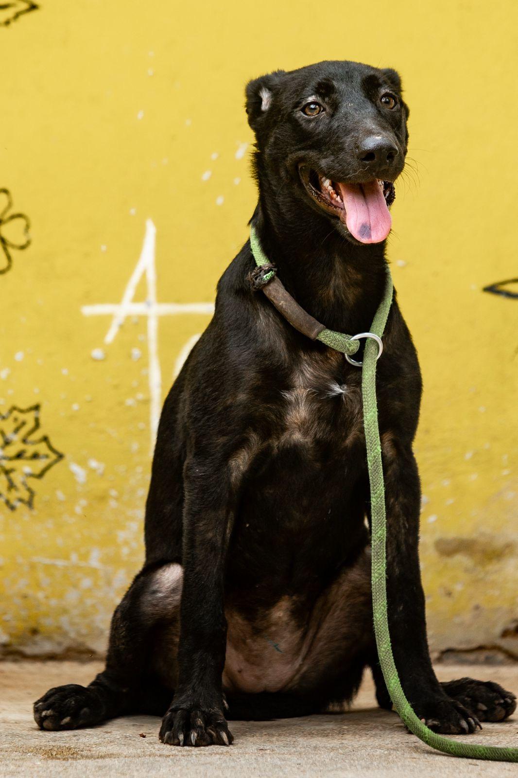 Enlarge Ebony, a Adoptable mixed breed in New York, NY image 2/6