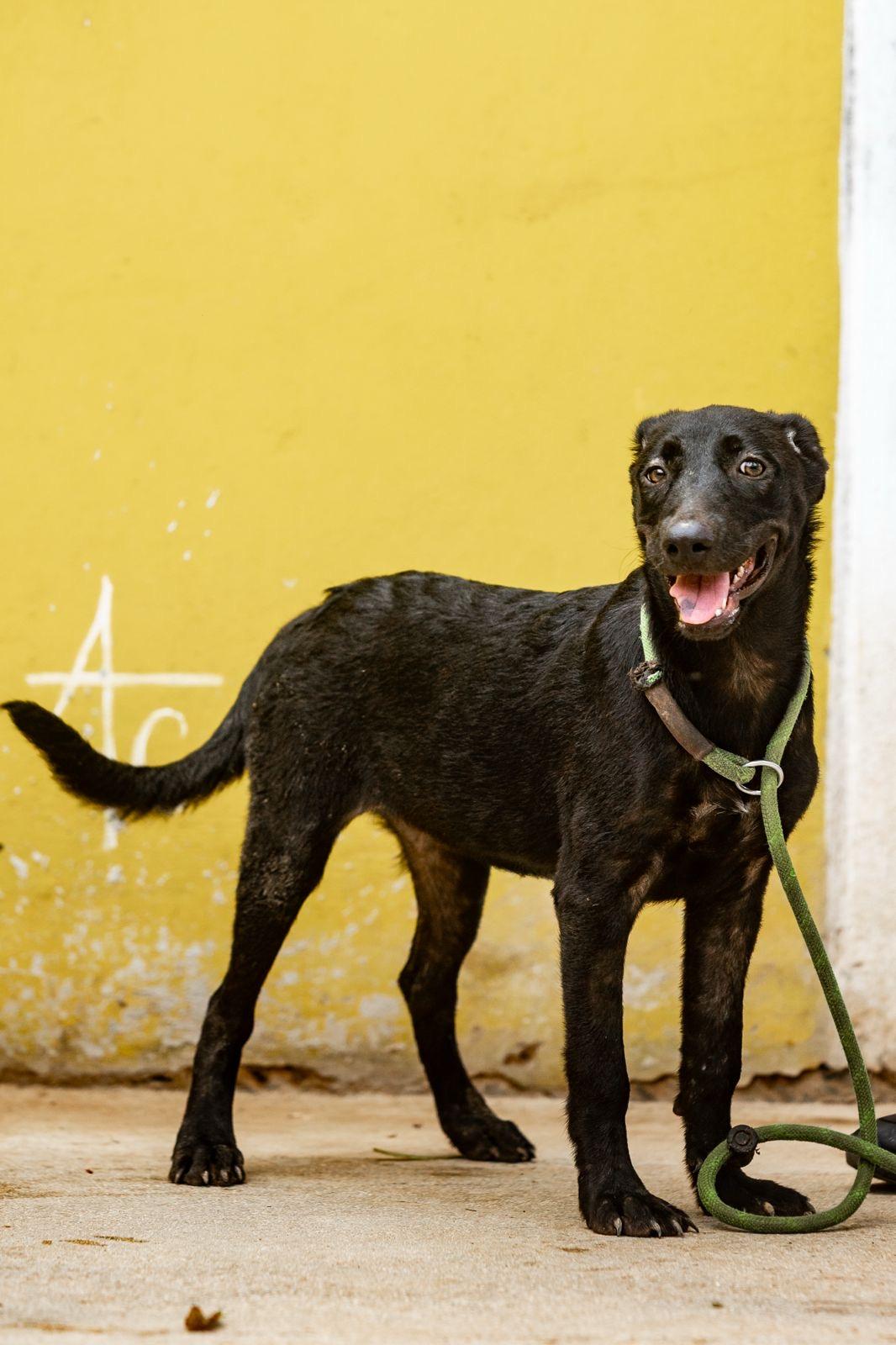 Enlarge Ebony, a Adoptable mixed breed in New York, NY image 4/6